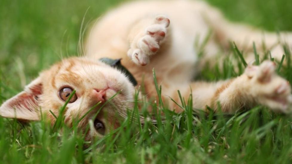 Cat on lawn