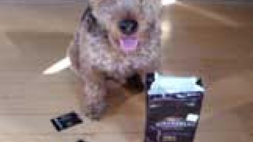 Chocolate Toxicity Hits Home When Dog Eats Entire Bar of Chocolate