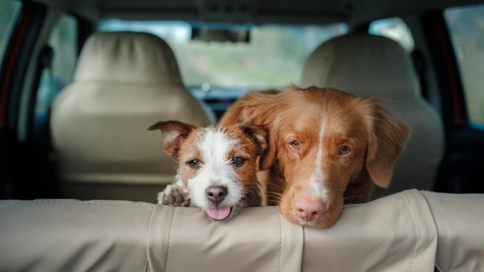 Prepare Your Pet for Car Trips PetMD