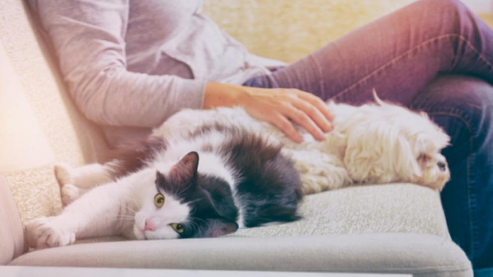 Pet Safety Tips for Pet-Proofing Your Home
