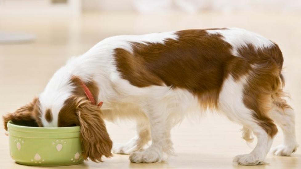 What Is Holistic Dog Food?
