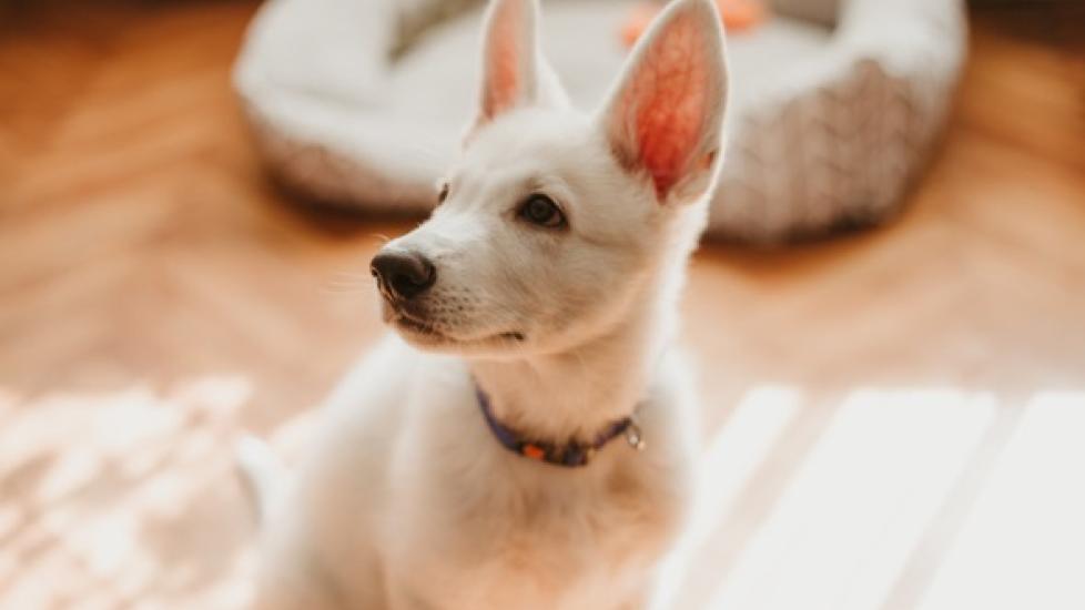 Quick Tips for Dog Obedience Training PetMD