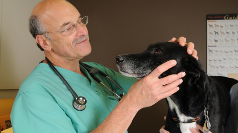 The Physical Exam: What to Expect at the Veterinarian's Office