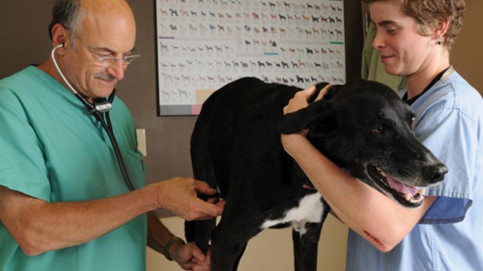 What is a Veterinary Technician?