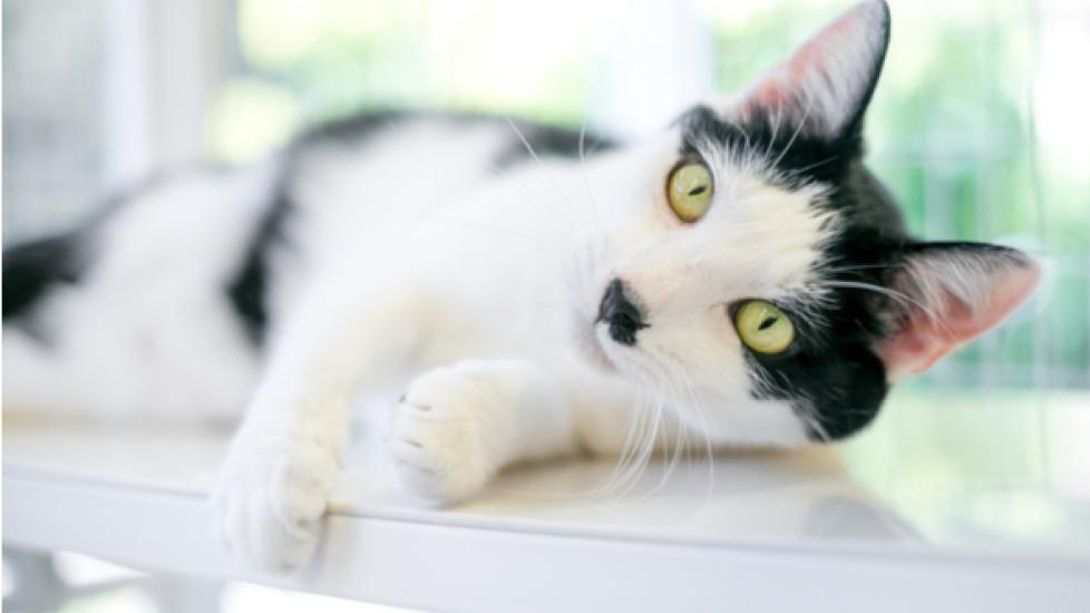How Do Self-Cleaning Litter Boxes Work?