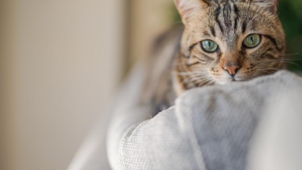 What Are the Best Cat Foods for Sensitive Stomachs?