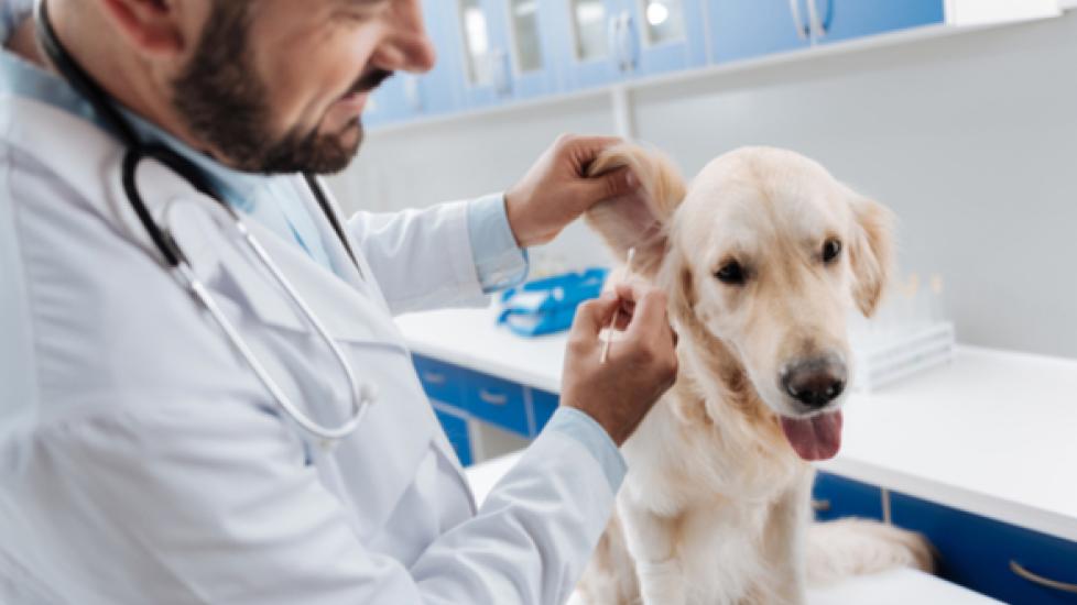 How to Check for Dog Ear Problems PetMD - Main Image