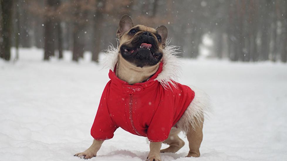 How to Keep a Dog Warm in Winter Weather