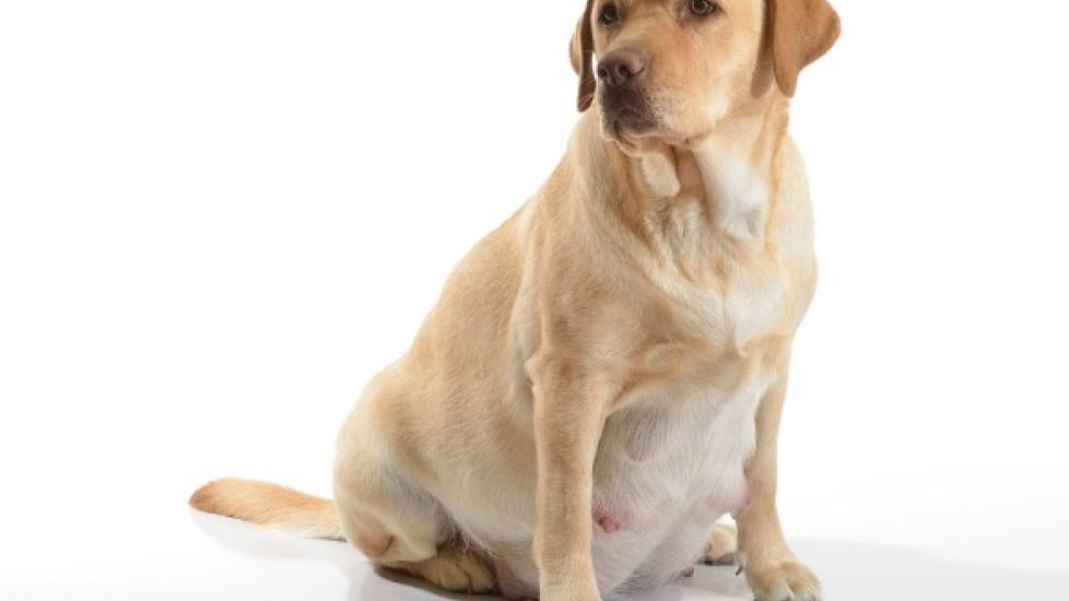 Dog Abortion Pregnancy Prevention in Dogs PetMD