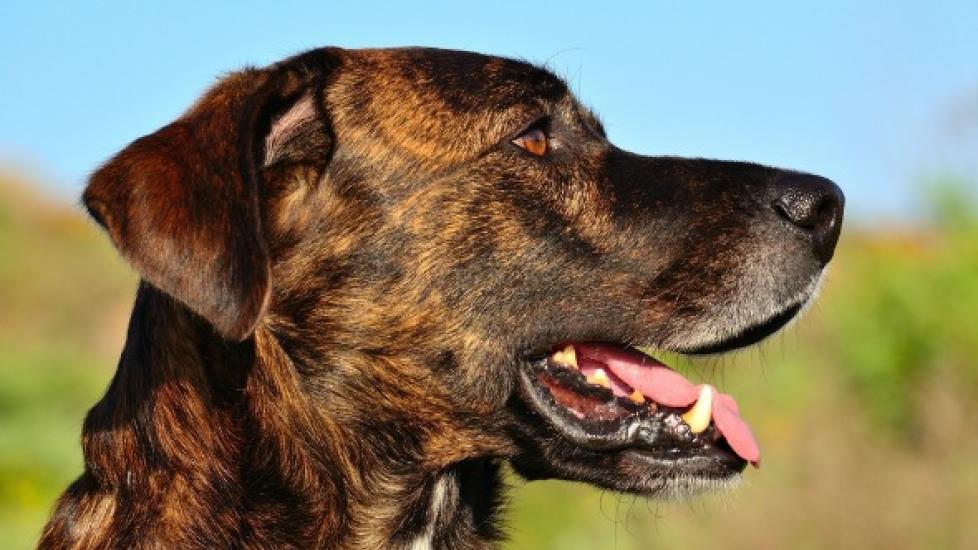 Acute Respiratory Distress Syndrome (ARDS) in Dogs