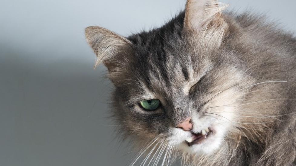 Acute Respiratory Distress Syndrome (ARDS) in Cats