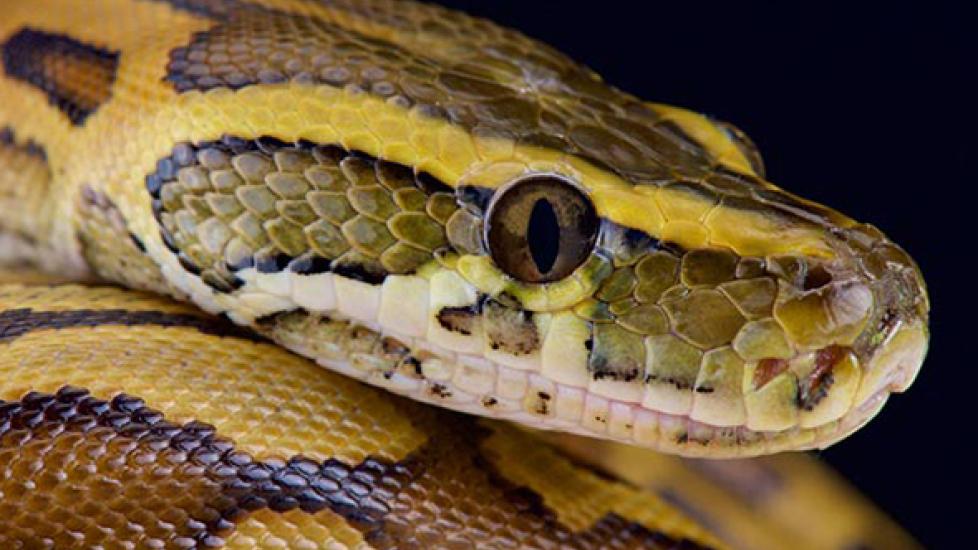 African Rock Python - Python sebae | PetMD