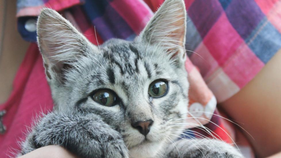 What Age Should You Spay or Neuter Your Cat?