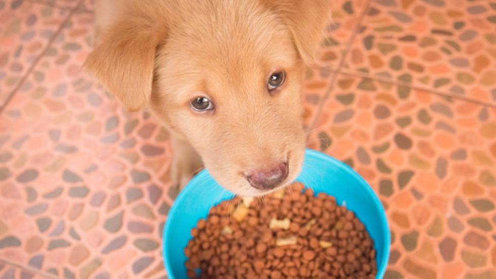 Age-Appropriate Food for Pets: Why It's Important PetMD