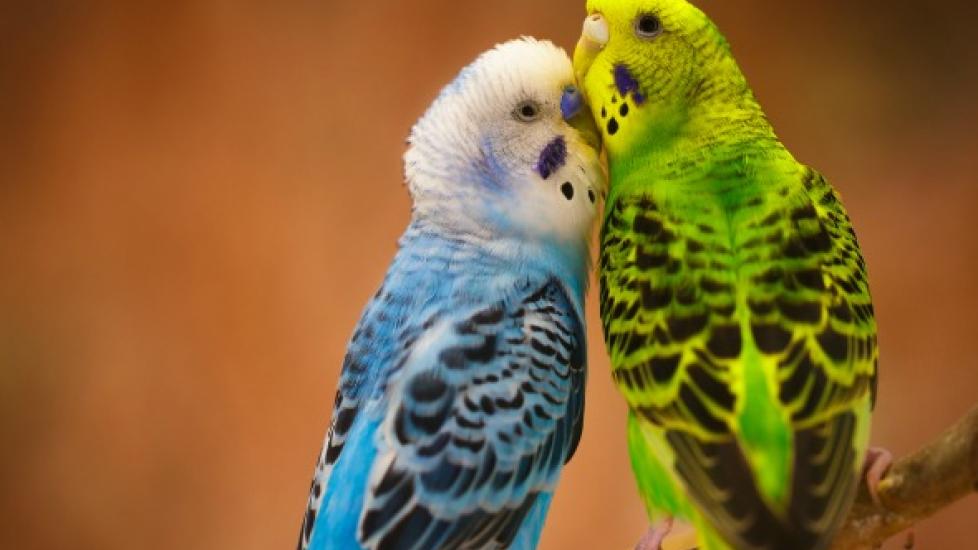 All About Budgerigars