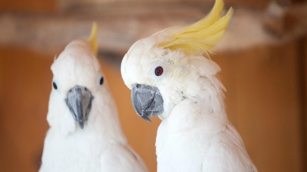 Sulfur-crested cockatoos
