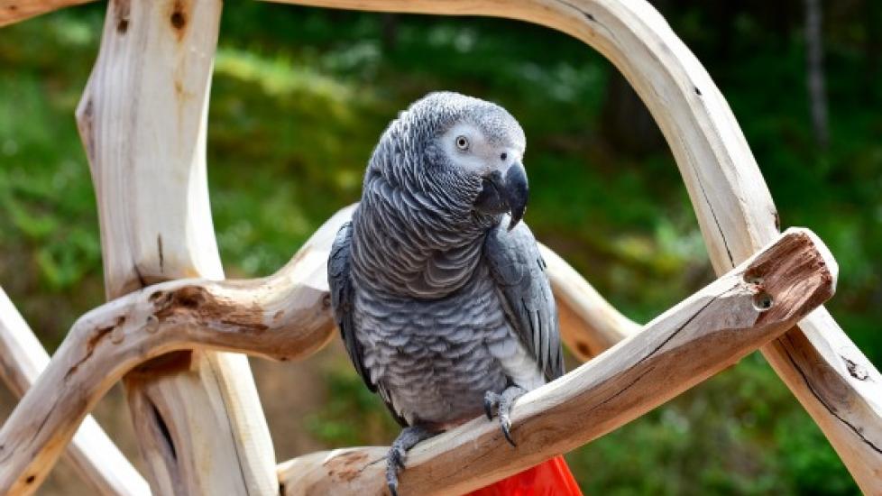 are parrots smarter than dogs and cats