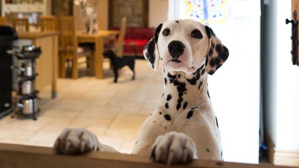 8 Tips for Helping House Guests with Pet Allergies