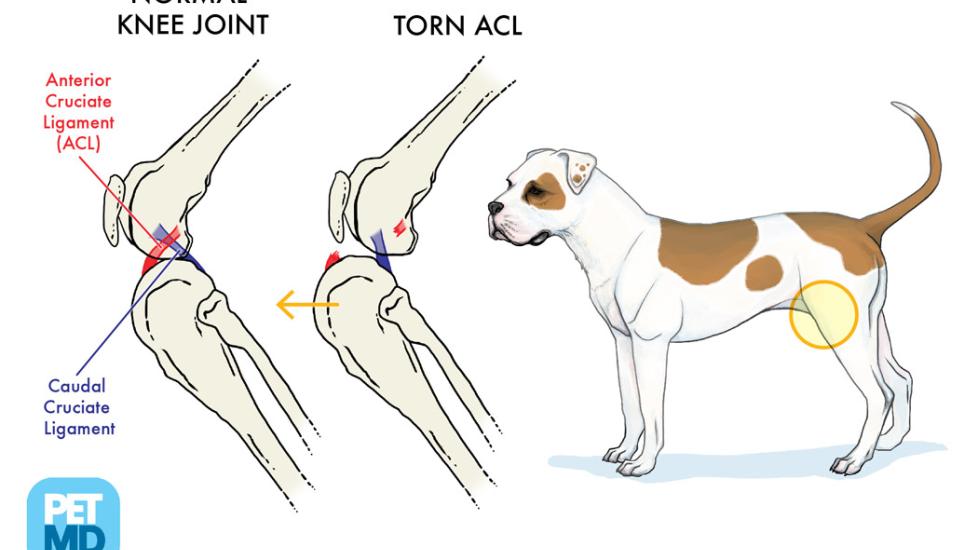 Cranial Cruciate Ligament Medical Diagram | Torn Knee Ligament in 