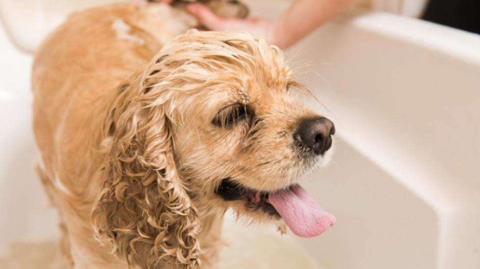 What Should You Have in Your Spring Pet Grooming Kit? | PetMD