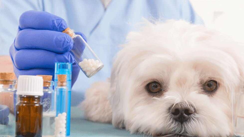Is Amoxicillin Safe for Dogs? PetMD