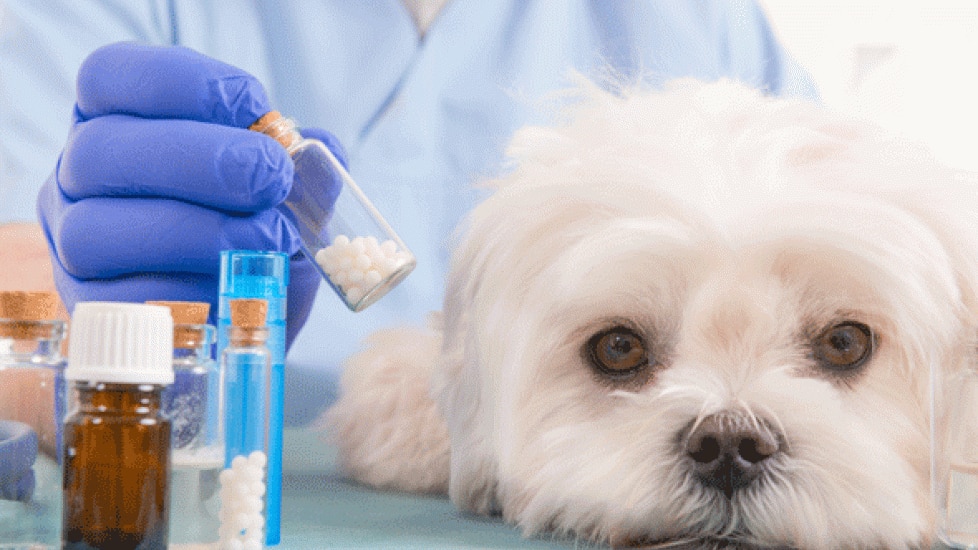 Can Dogs Have Amoxicillin?