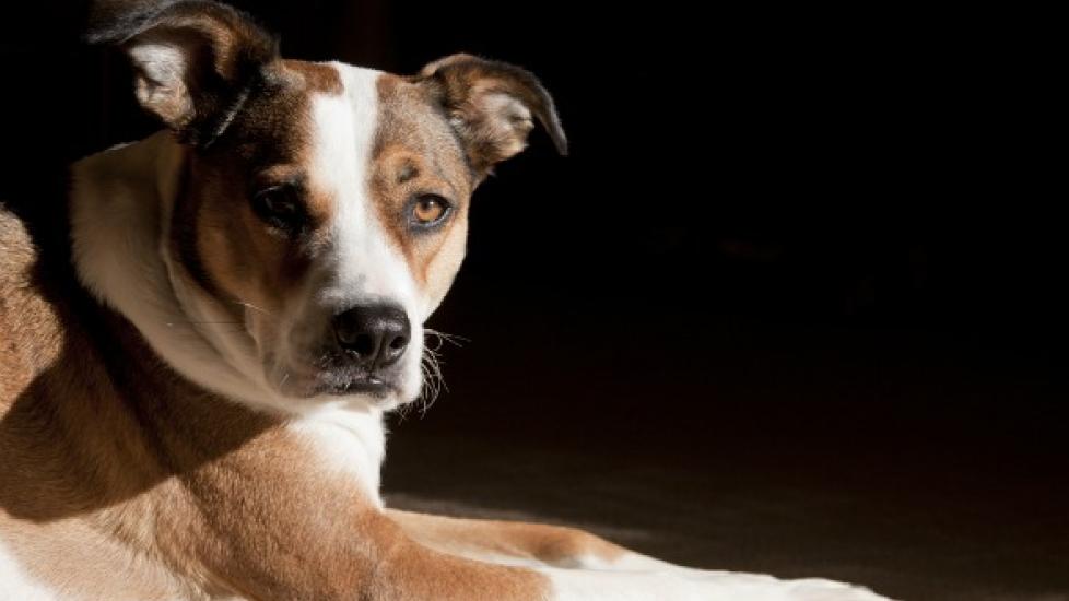 Amphetamine Poisoning in Dogs