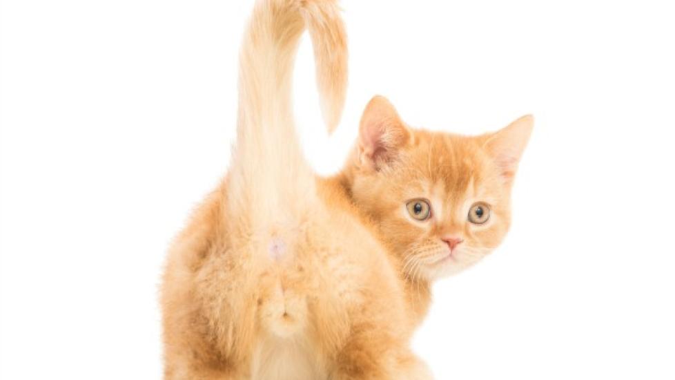 Anal Sac Disorders in Cats