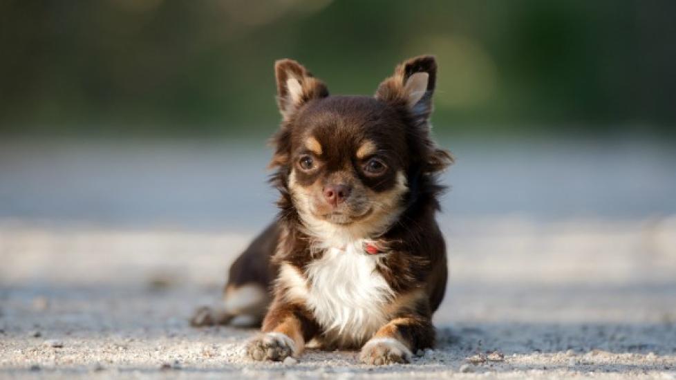 Anemia Due to Iron Deficiency in Dogs PetMD