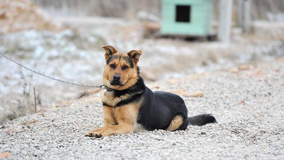 How to Help a Pet That is Being Abused or Neglected PetMD