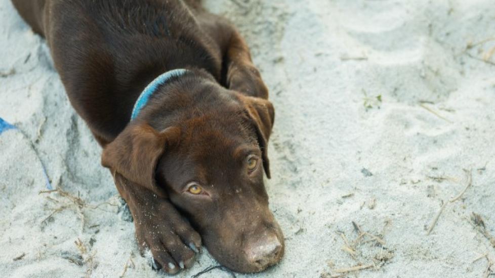 Anticoagulant Poisoning in Dogs