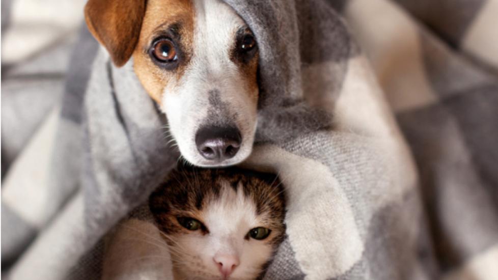 Are Weighted Blankets Safe for Dogs and Cats?