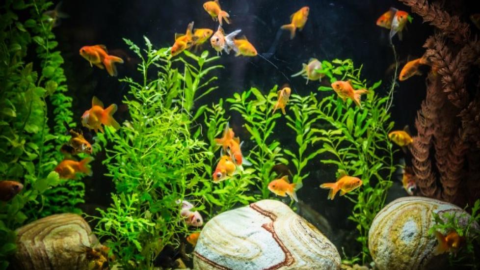 Why You Need An Aquarium Filter