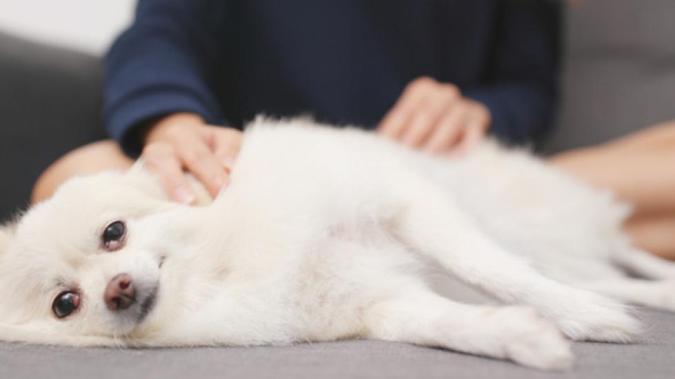 How to Give Your Pet a Massage