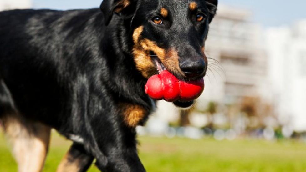 Dog-Tested, Trainer-Approved Dog Toys
