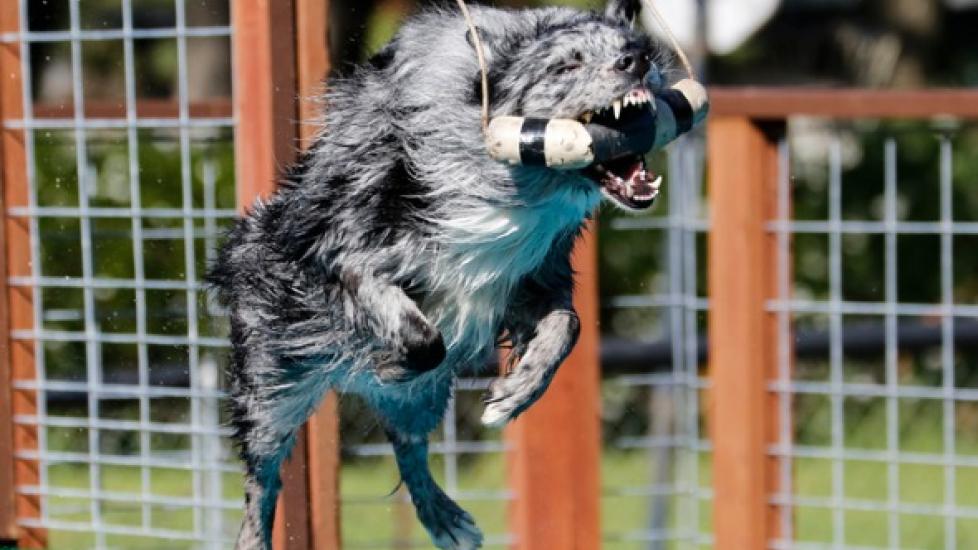 Dog Sports Breakdown: Dock Diving