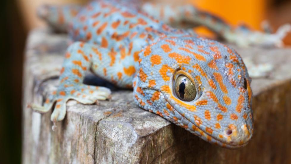 A Guide to Caring for Common House Geckos as Pets