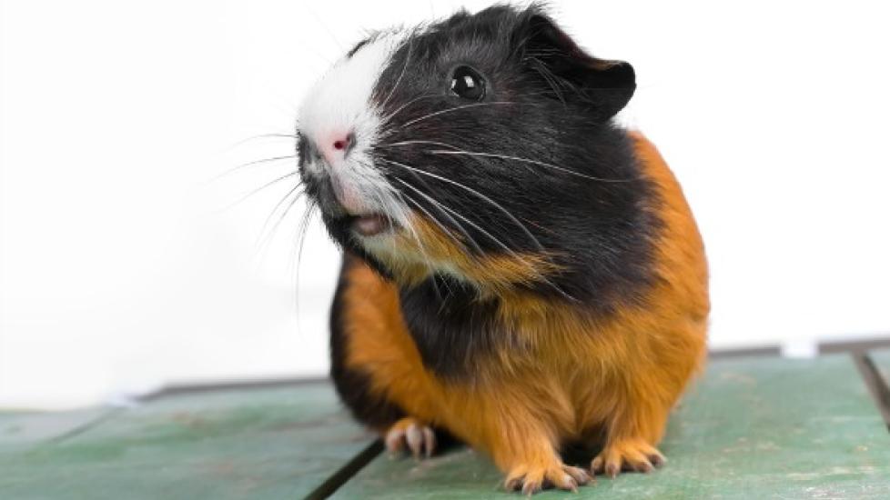 Bacterial Disease of the Foot Bumblefoot in Guinea Pigs PetMD