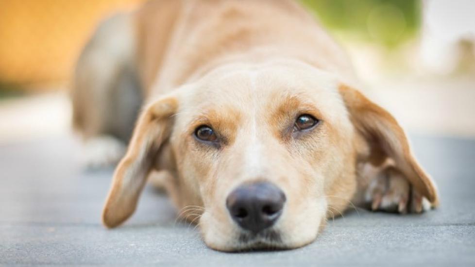 Bacterial Infection (Streptococcus) in Dogs