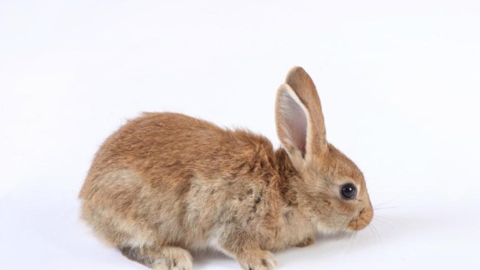 Bacterial Skin Infection in Rabbits