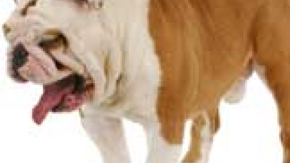 Bilious Vomiting Syndrome in Dogs