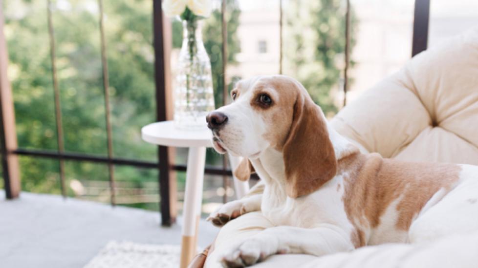 Balcony Safety and Pets: How to Avoid High-Rise Risks