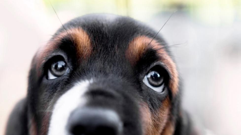 close-up of a hound dog's eyes