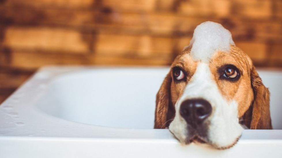 A dog sits in a bathtub.