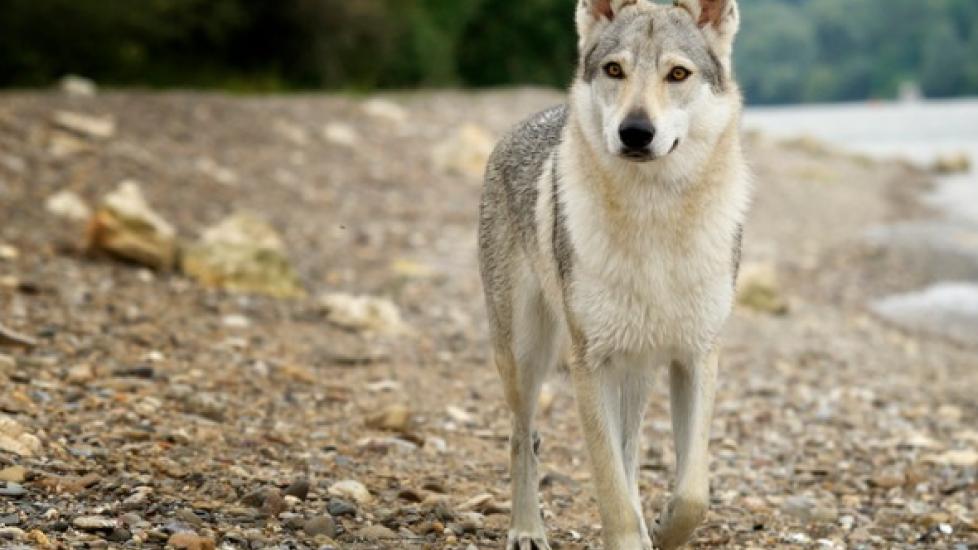 a dogs ears compared to a wolfs ears