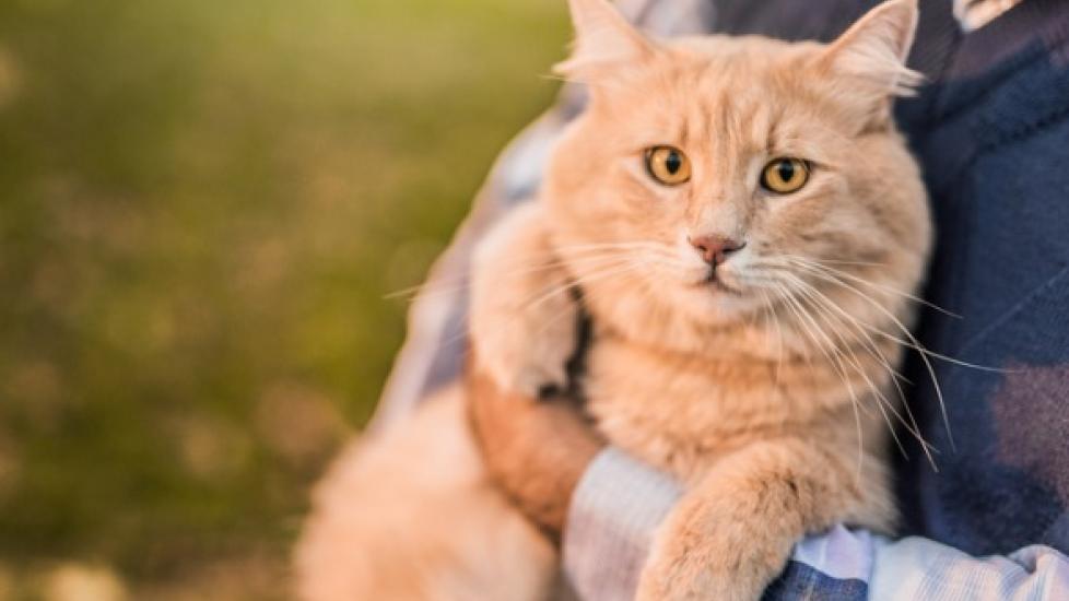 What's New in Feline Kidney Disease Treatment