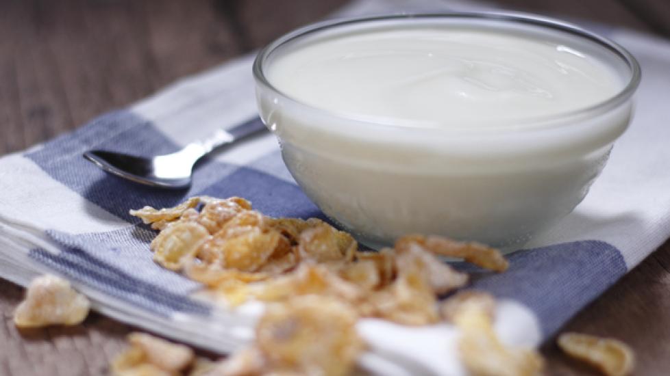 Yogurt for Dogs Benefits of Yogurt for Dogs PetMD