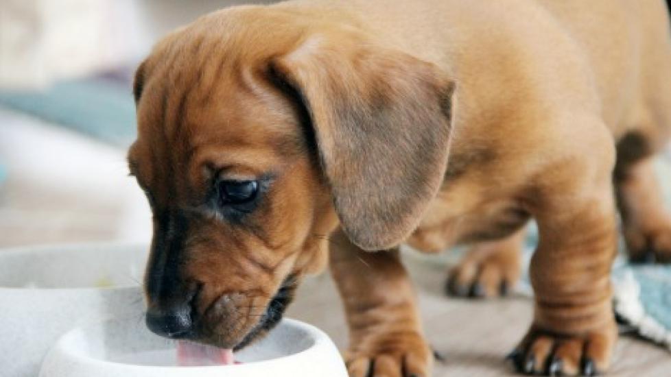 Best natural hotsell food for puppies