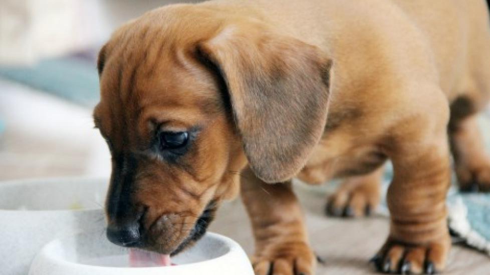 Best Natural Foods for Puppies What to Look For PetMD
