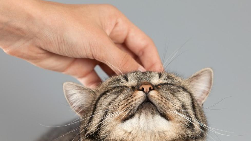 Best Places to Pet a Cat PetMD